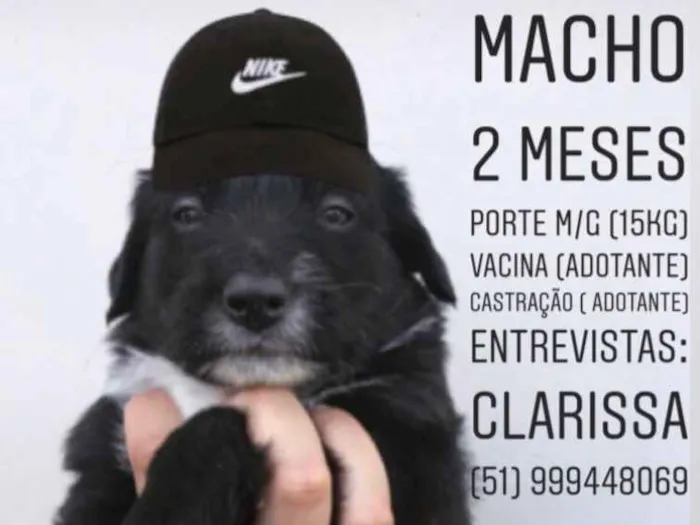 Cachorro ra a SEM RAÇA DEFINIDA  idade Abaixo de 2 meses nome BÓRIS 