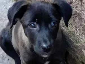 Cachorro raça Srd idade 2 a 6 meses nome Nina