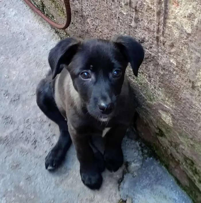 Cachorro ra a Srd idade 2 a 6 meses nome Nina