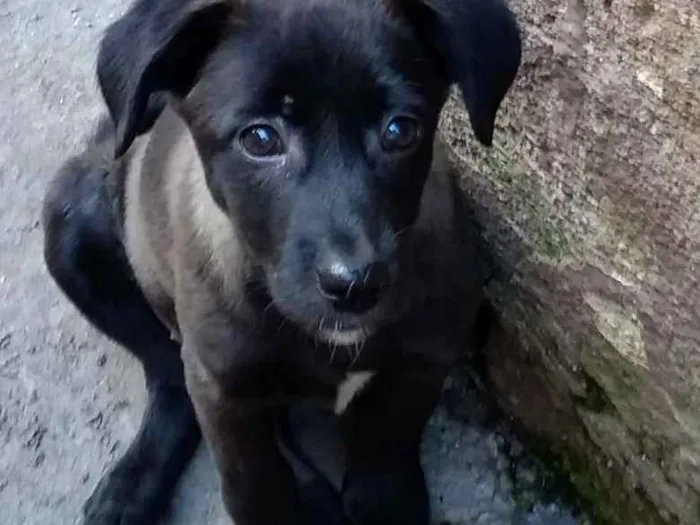 Cachorro ra a Srd idade 2 a 6 meses nome Nina