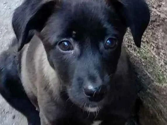 Cachorro ra a Srd idade 2 a 6 meses nome Nina