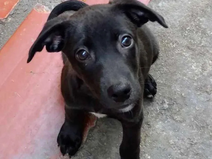 Cachorro ra a Srd idade 2 a 6 meses nome Nina
