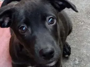 Cachorro raça Srd idade 2 a 6 meses nome Nina