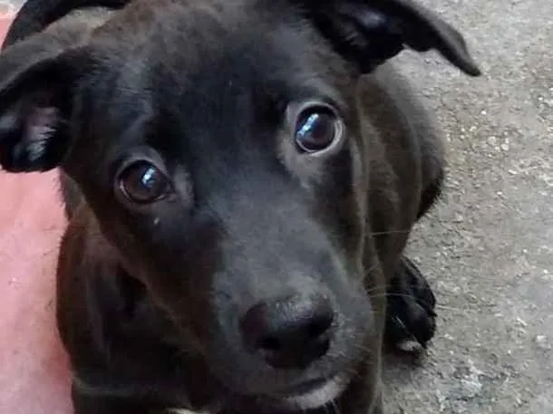 Cachorro ra a Srd idade 2 a 6 meses nome Nina