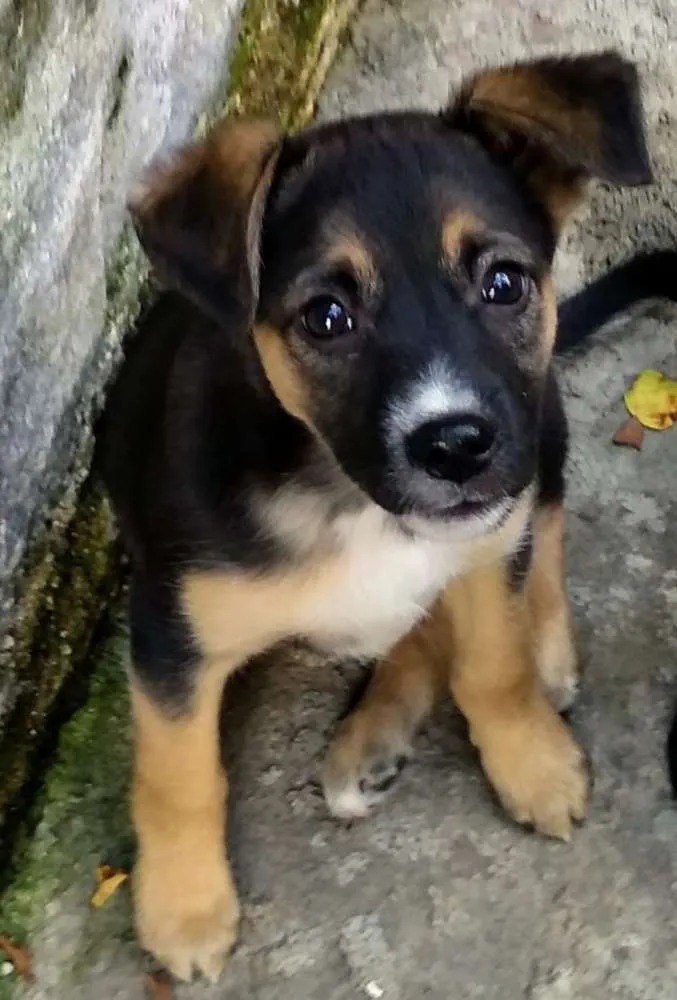 Cachorro ra a Srd idade 2 a 6 meses nome Sol