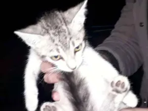 Gato raça Srd idade 2 a 6 meses nome Ainda não tem nome