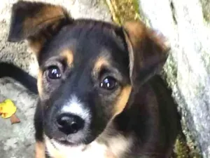 Cachorro raça Srd idade 2 a 6 meses nome Sol