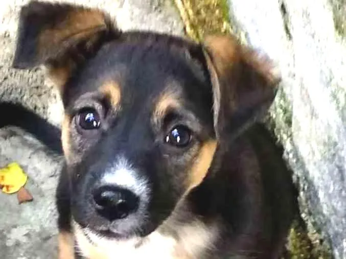 Cachorro ra a Srd idade 2 a 6 meses nome Sol