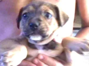 Cachorro raça misturado  idade Abaixo de 2 meses nome nenhum
