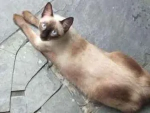Gato raça Siamês  idade 1 ano nome Ritinha