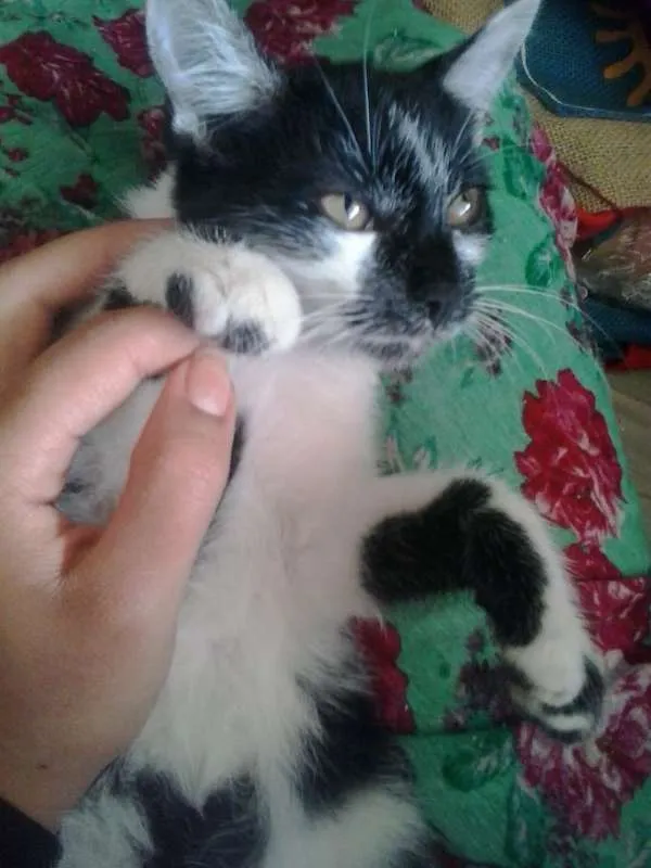 Gato ra a  idade 2 a 6 meses nome Não possui nome