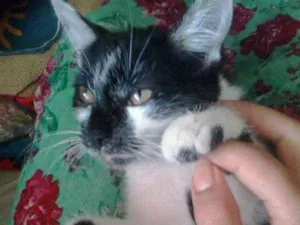 Gato raça  idade 2 a 6 meses nome Não possui nome