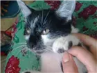 Gato raça  idade 2 a 6 meses nome Não possui nome