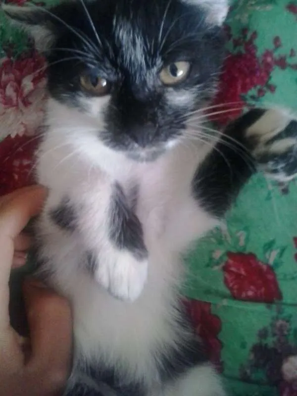 Gato ra a  idade 2 a 6 meses nome Não possui nome