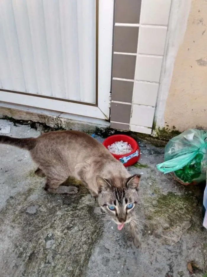 Gato ra a Vira lata idade 1 ano nome Menelau
