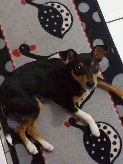 Cachorro ra a Pincher idade 3 anos nome Theo
