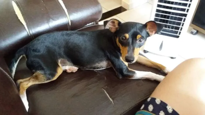 Cachorro ra a Pincher idade 3 anos nome Theo