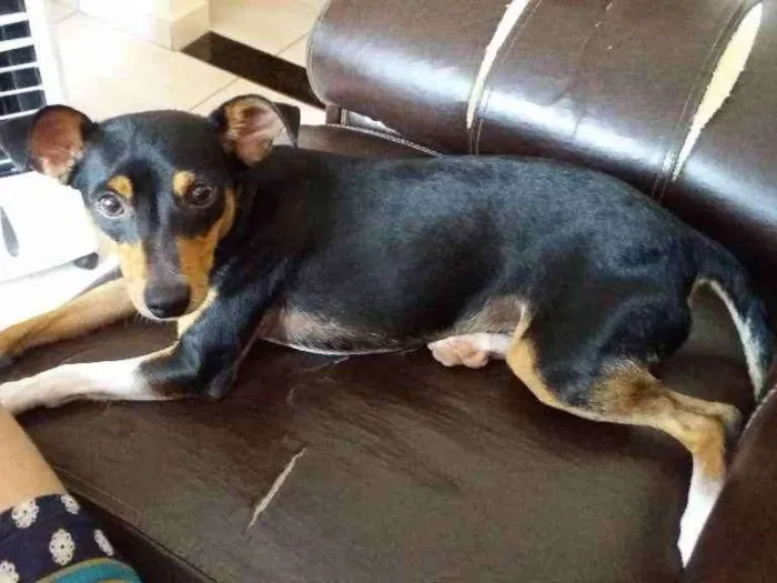 Cachorro ra a Pincher idade 3 anos nome Theo
