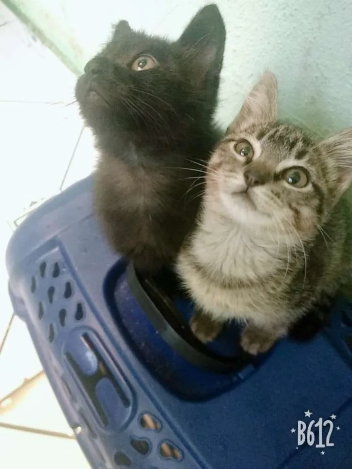 Gato raça Não sei idade 2 a 6 meses nome Não tem 