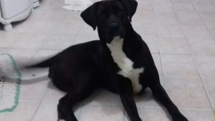 Cachorro ra a Labrador com Boxer idade 2 anos nome Pandora