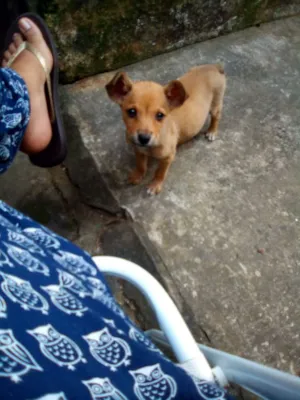 Cachorro raça Vira-lata  idade 7 a 11 meses nome Daenerys 