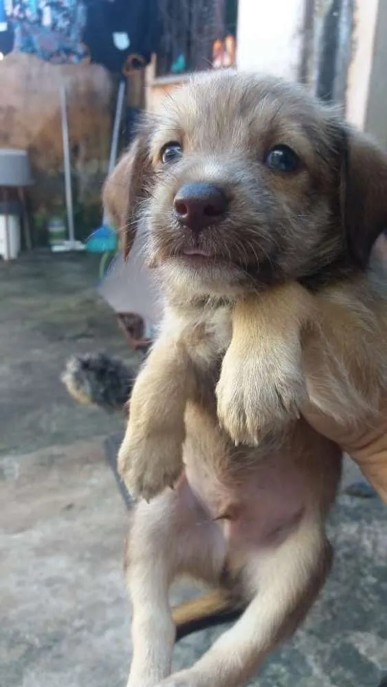 Cachorro ra a Mestiça yorkshire idade 2 a 6 meses nome yorkshire