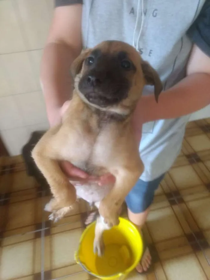 Cachorro ra a Pastor belga malinois idade 2 a 6 meses nome Filhotes