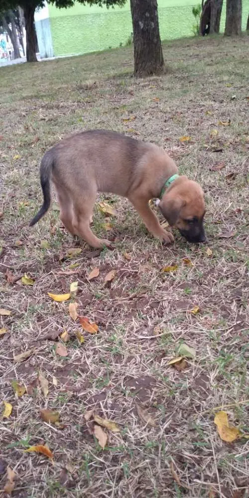 Cachorro ra a Pastor belga malinois idade 2 a 6 meses nome Filhotes