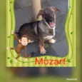 Mozart