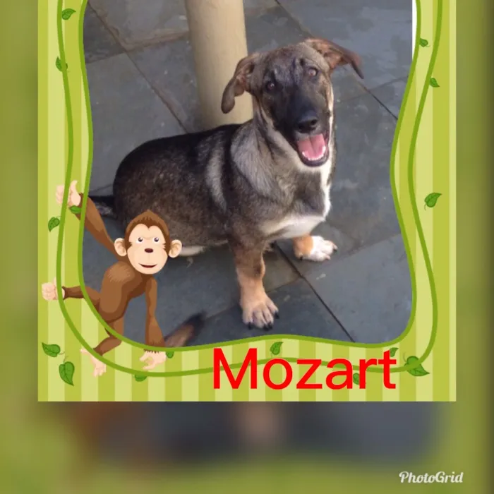 Cachorro raça srd idade 2 a 6 meses nome Mozart