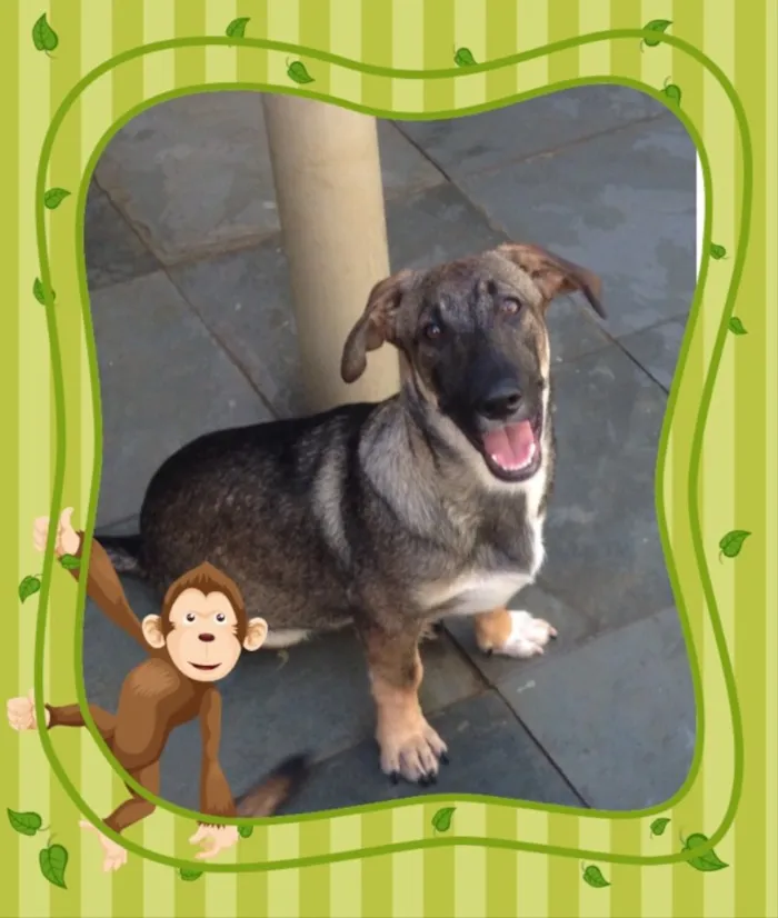 Cachorro raça srd idade 2 a 6 meses nome Mozart
