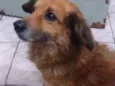 1_Safira / 2_Toddy