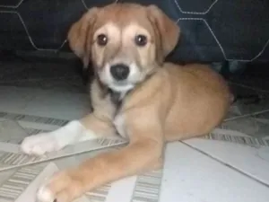 Cachorro raça Pinscher com vira lata idade 2 a 6 meses nome Akira