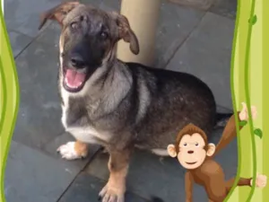 Cachorro raça srd idade 2 a 6 meses nome Mozart