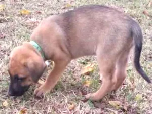Cachorro raça Pastor belga malinois idade 2 a 6 meses nome Filhotes