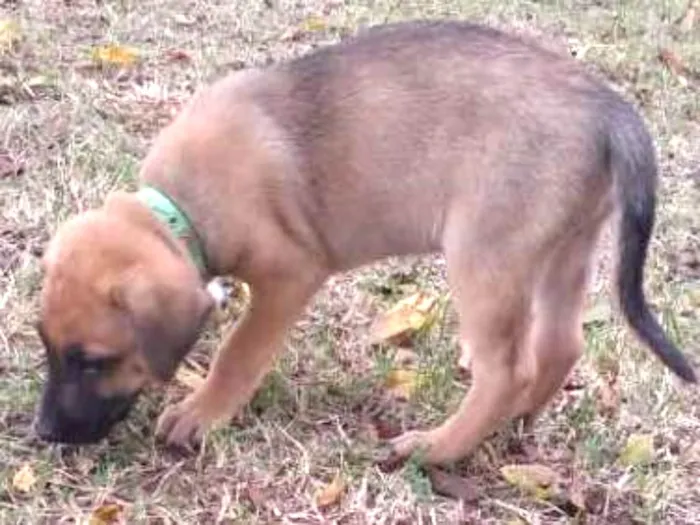 Cachorro ra a Pastor belga malinois idade 2 a 6 meses nome Filhotes