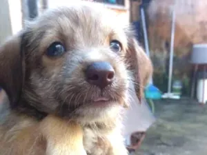 Cachorro raça Mestiça yorkshire idade 2 a 6 meses nome yorkshire