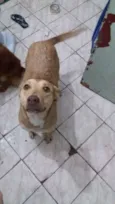 1_Safira / 2_Toddy