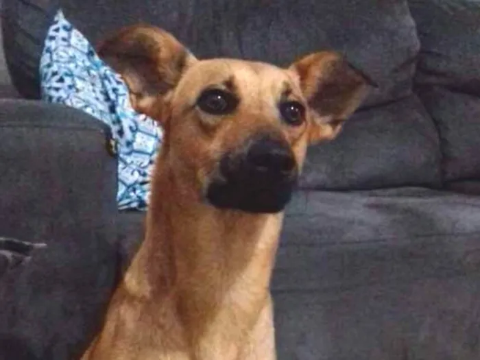 Cachorro ra a Vira Lata idade 3 anos nome Mel