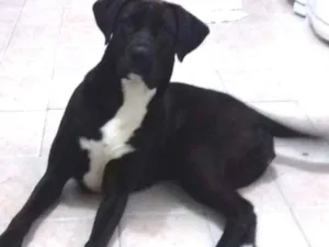 Cachorro raça Labrador com Boxer idade 2 anos nome Pandora