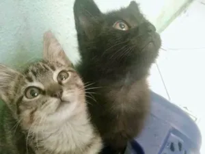 Gato raça Não sei idade 2 a 6 meses nome Não tem 