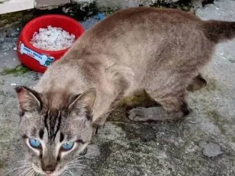 Gato ra a Vira lata idade 1 ano nome Menelau