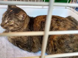 Gato raça SRD idade 7 a 11 meses nome Brigitte