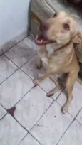 1_Safira / 2_Toddy
