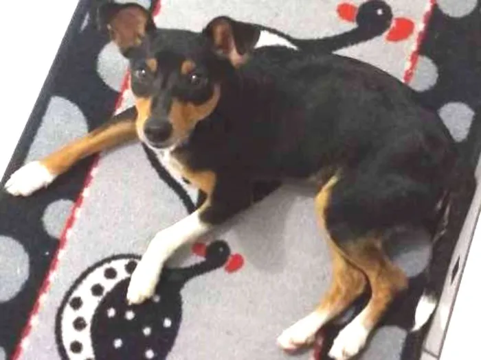 Cachorro ra a Pincher idade 3 anos nome Theo