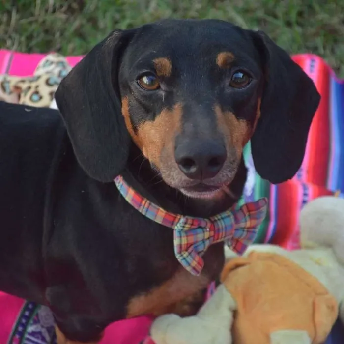 Cachorro ra a Daschund idade 3 anos nome Tom