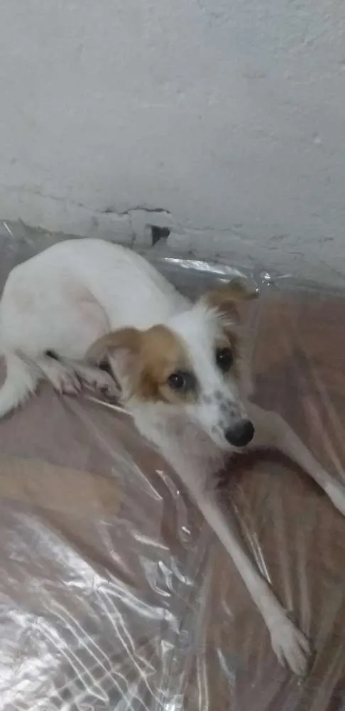 Cachorro raça Sem raça definida idade 2 a 6 meses nome Pandora