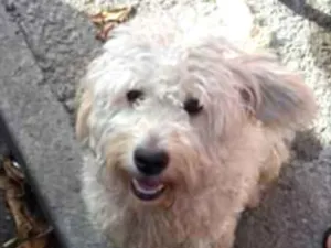 Cachorro raça Poodle  idade 1 ano nome Billy 