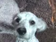 Billy