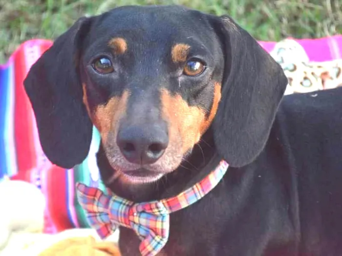 Cachorro ra a Daschund idade 3 anos nome Tom